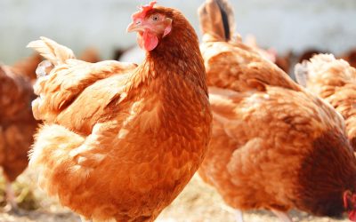 Raising a Village – One Egg at a Time