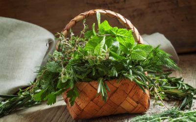 Folk Medicine