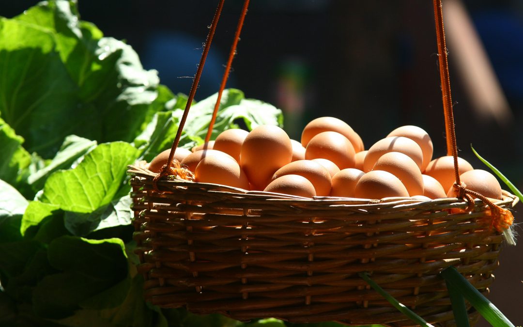 Eggs and their benefits – All your eggs in one basket