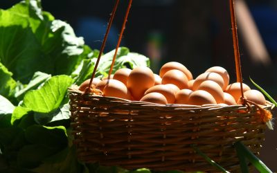 Eggs and their benefits – All your eggs in one basket
