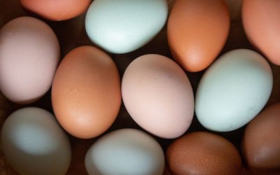 Colours of Chicken Eggs 101