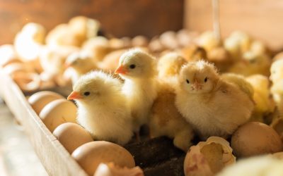 The Magical Journey of Chicken Egg Hatching: A Marvel of Nature
