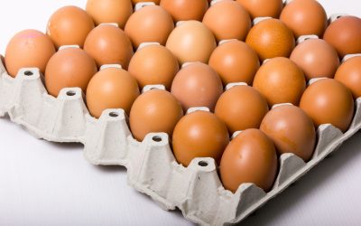 The Vital Role of Eggs Transport