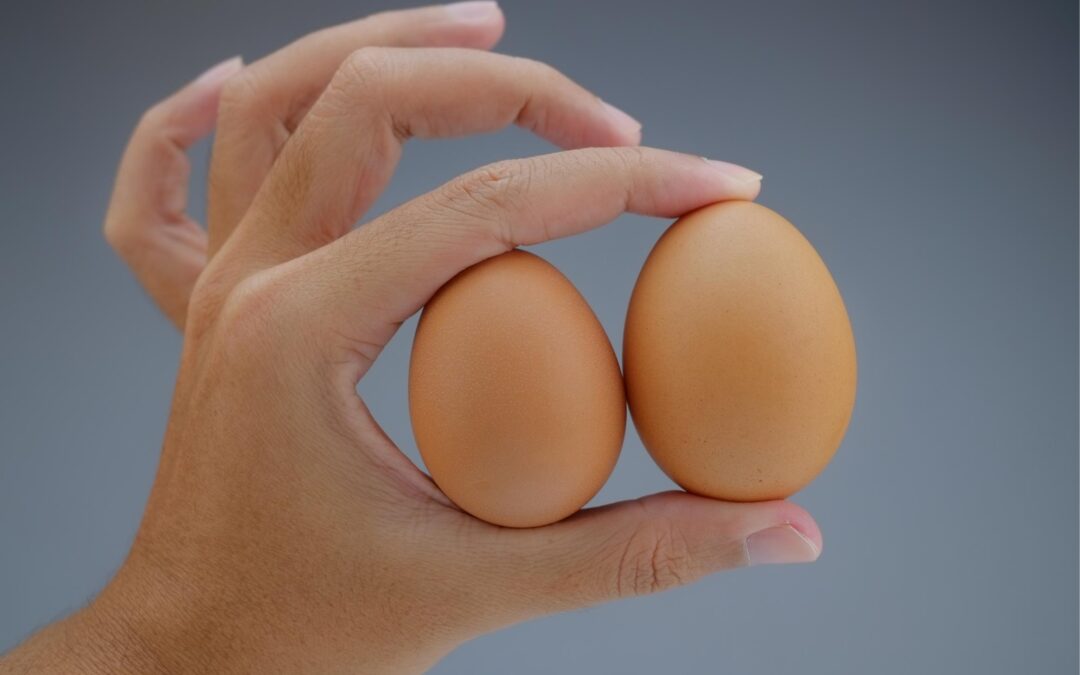 Exploring the Varieties of Chicken Egg Sizes