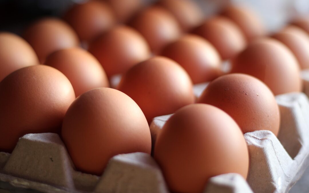 How Lighting Affects Chickens Laying Eggs