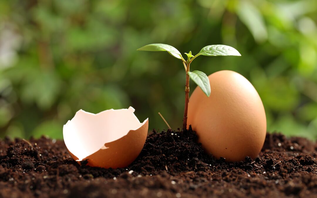 Eggshell Recycling